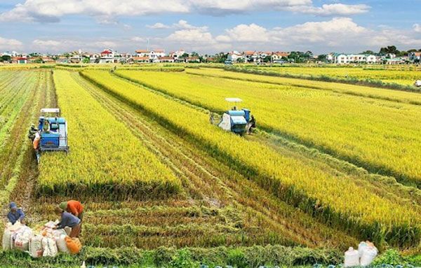 Công đất là gì? 1 công đất bằng bao nhiêu mét vuông? - Nhà Ở Ngay
