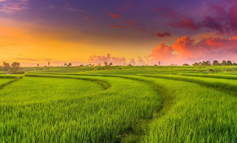 1 hecta bằng bao nhiêu mẫu? Cách quy đổi héc ta nhanh chóng