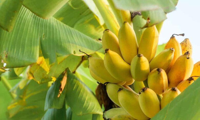 1 quả chuối bao nhiêu calo? Hàm lượng carbs, vitamin và khoáng