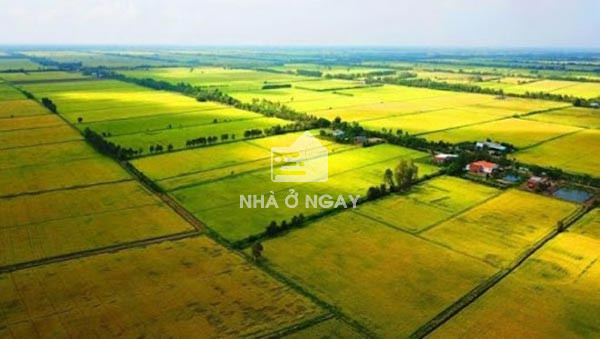 Cách quy đổi 1 sào bằng bao nhiêu m2 (mét vuông) chuẩn nhất
