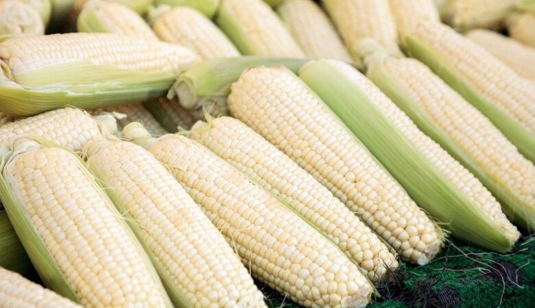 1 trái bắp luộc bao nhiêu calo? Ăn bắp có lợi ích gì? - Toshiko