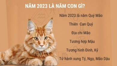 Năm 2023 là năm con gì? Mệnh gì? Tuổi Quý Mão hợp Tuổi nào?
