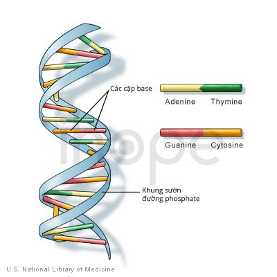 ADN - Chất di truyền liên kết mọi sự sống