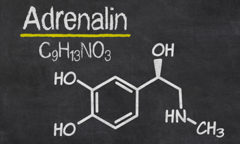 Adrenaline là gì? Vai trò của nó đối với cơ thể con người. - AiHealth