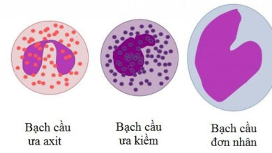 Bạch cầu là gì? Các chỉ số của bạch cầu - Bệnh viện Hồng Ngọc