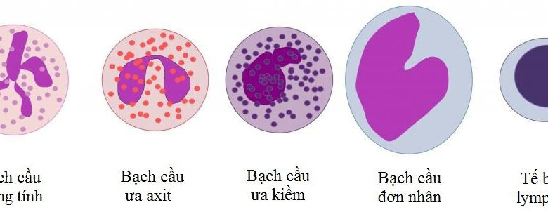 Bạch cầu là gì? Các chỉ số của bạch cầu - Bệnh viện Hồng Ngọc