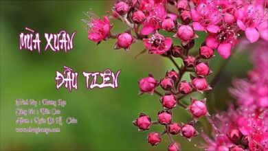 Lời bài hát Mùa Xuân Đầu Tiên – Như Quỳnh x Thế Sơn - Nhạc hot