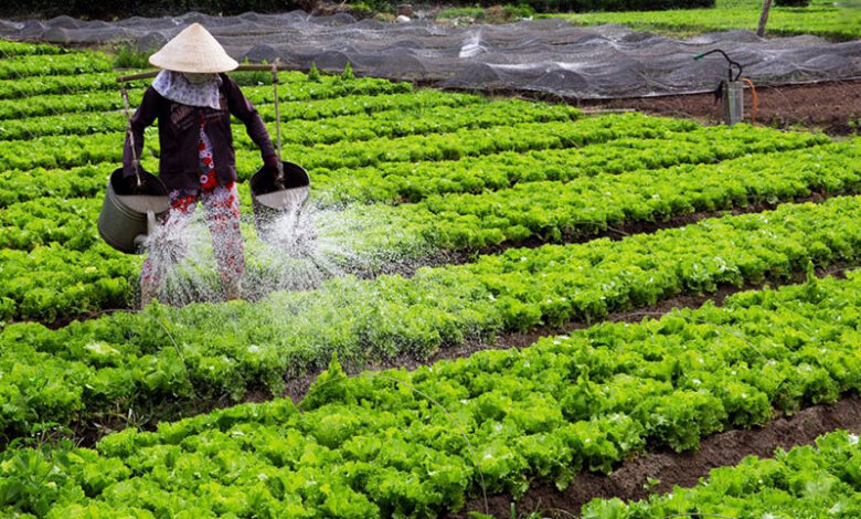 Bón thúc là gì? Kỹ thuật bón thúc đúng cách và hiệu quả
