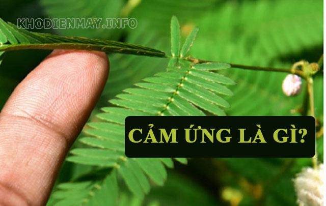 Cảm ứng là gì trong sinh học 8? Tổng hợp kiến thức chi tiết