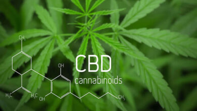 CBD là gì? Công dụng của Cannabidiol trong ... - Bách hóa XANH