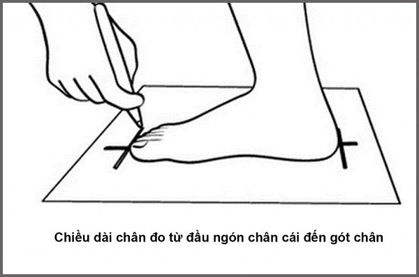[GIẢI ĐÁP] Chân 23cm đi giày size bao nhiêu là chuẩn nhất?