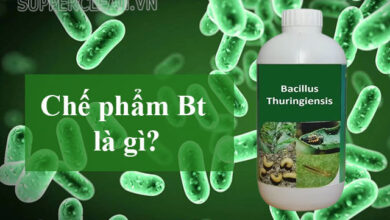 Chế phẩm Bt là gì? Tác hại của thuốc trừ sâu Bt như thế nào?