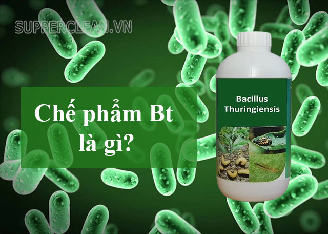 Chế phẩm Bt là gì? Tác hại của thuốc trừ sâu Bt như thế nào?