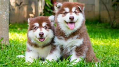 Mua Bán Chó Alaska Malamute Khổng Lồ, Nhỏ, Thông Minh Giá Rẻ
