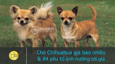 [Tiết lộ] chó Chihuahua giá bao nhiêu mà không phải ai cũng biết