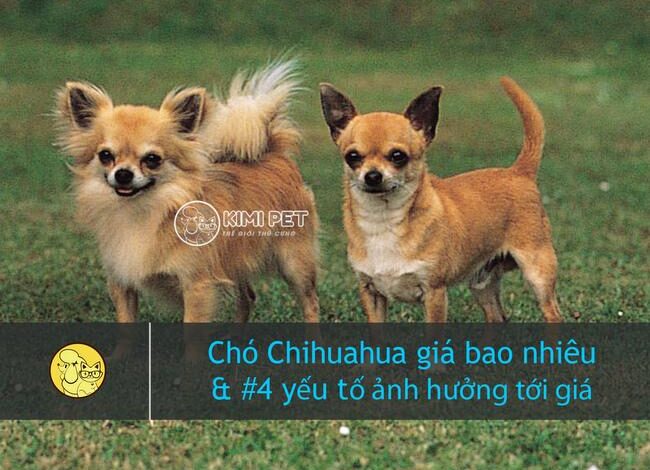 [Tiết lộ] chó Chihuahua giá bao nhiêu mà không phải ai cũng biết