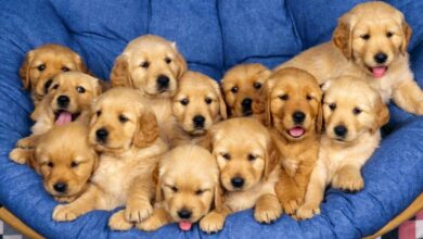 Giá chó Golden Retriever tại Việt Nam | Huấn luyện chó thành tài