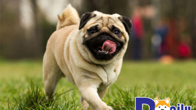 Chó mặt xệ giá bao nhiêu tiền, mua ở đâu uy tín? - Dogily Pet Shop