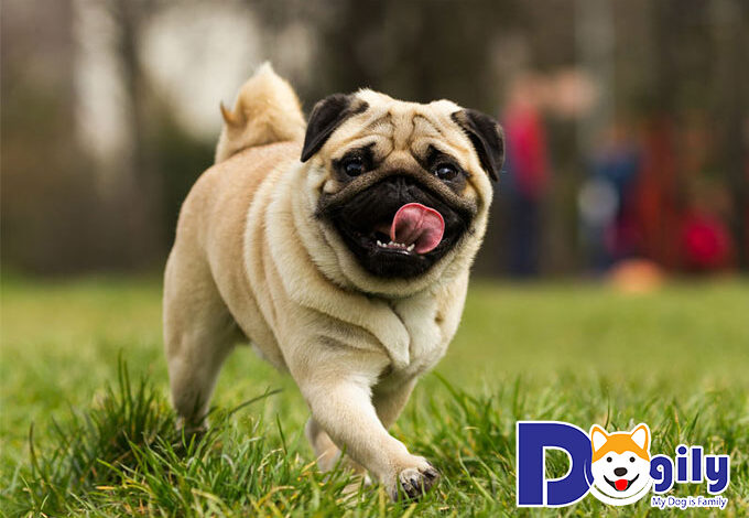 Chó mặt xệ giá bao nhiêu tiền, mua ở đâu uy tín? - Dogily Pet Shop