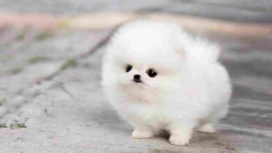 Chó Phốc Sóc mini cute giá bao nhiêu, bảng giá phốc sóc 2022 cập nhật