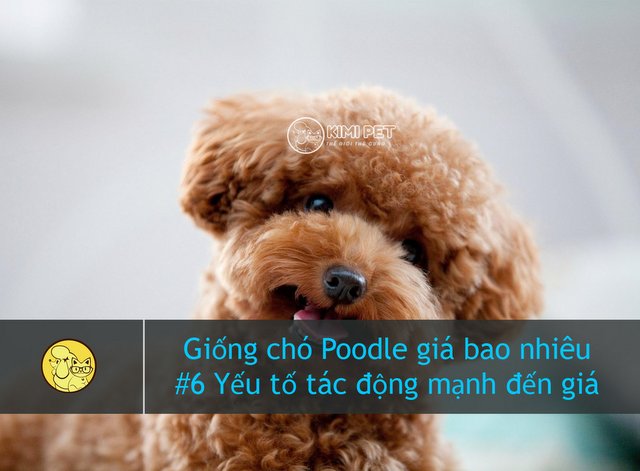 [Tiết Lộ] Giống chó Poodle giá bao nhiêu tiền chính xác nhất?