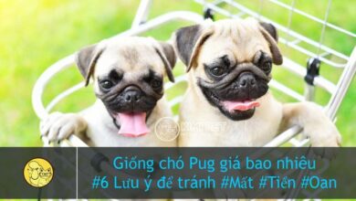 [TIẾT LỘ] Giống chó Pug giá bao nhiêu chuẩn xác nhất? - Kimi Pet