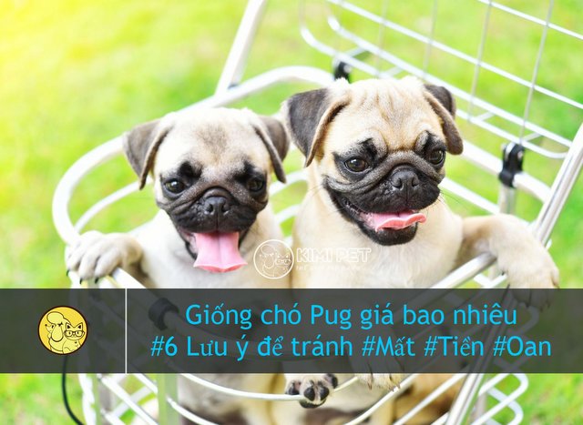 [TIẾT LỘ] Giống chó Pug giá bao nhiêu chuẩn xác nhất? - Kimi Pet