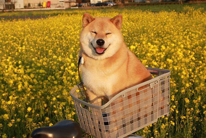 Chó Shiba giá bao nhiêu tiền? Cập nhật giá chó Shiba mới nhất