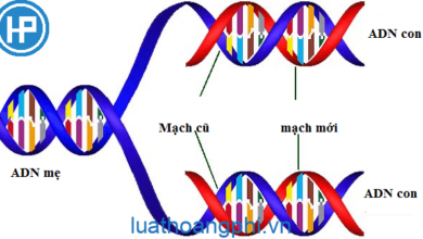 Chức năng của ADN là - Luật Hoàng Phi