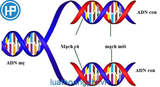 Chức năng của ADN là - Luật Hoàng Phi
