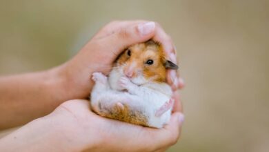 Chuột Hamster Giá Bao Nhiêu? Giá Chuột Hamster Mới Nhất 2023