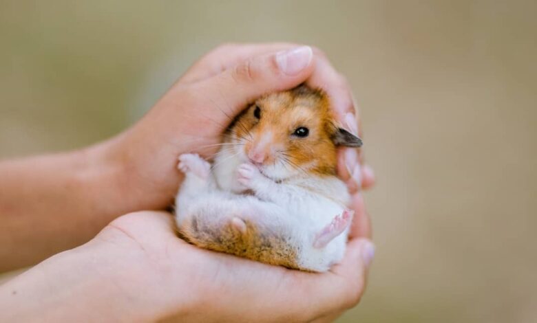 Chuột Hamster Giá Bao Nhiêu? Giá Chuột Hamster Mới Nhất 2023