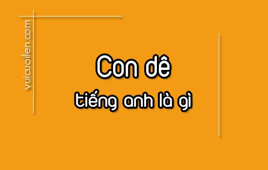 Con dê tiếng anh là gì và đọc như thế nào cho đúng