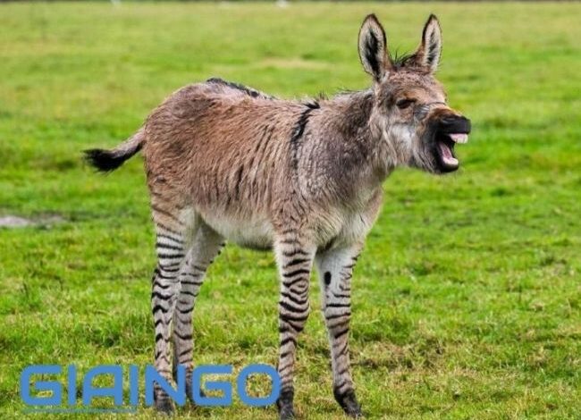 Con la là con gì? Tại sao con la không sinh được con?