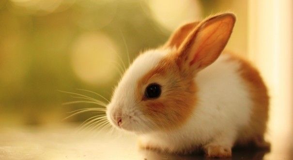 Con thỏ tiếng Anh là gì: Định nghĩa, ví dụ Anh Việt - StudyTiengAnh
