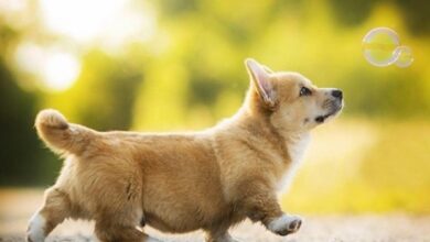 Chó Corgi Giá Bao Nhiêu? Có Nên Mua Corgi Giá 1 Triệu - Zoi's Pet