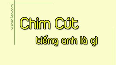 Chim cút tiếng anh là gì? Cách phát âm chim cút trong tiếng anh