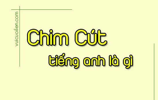 Chim cút tiếng anh là gì? Cách phát âm chim cút trong tiếng anh