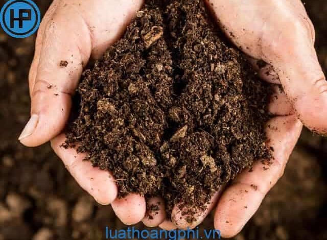 Đất trồng là gì? - Luật Hoàng Phi
