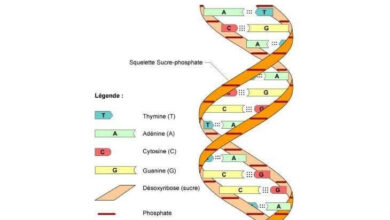 DNA là gì? Ý nghĩa y học của xét nghiệm DNA - AiHealth