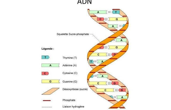 DNA là gì? Ý nghĩa y học của xét nghiệm DNA - AiHealth