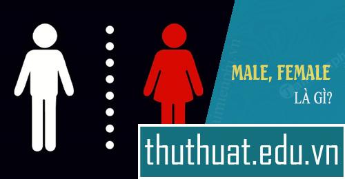 Male là gì? Female là giới tính Nam hay nữ trong tiếng Anh?