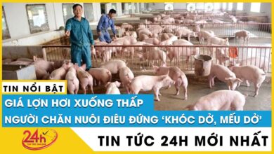 Giá lợn hơi hôm nay tại miền Bắc, Trung, Nam tăng hay giảm