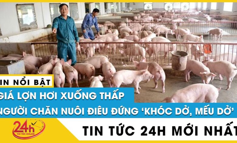 Giá lợn hơi hôm nay tại miền Bắc, Trung, Nam tăng hay giảm