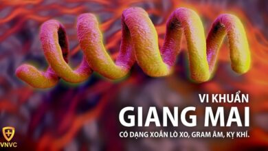 Bệnh giang mai: nguyên nhân, dấu hiệu, điều trị, cách phòng ngừa