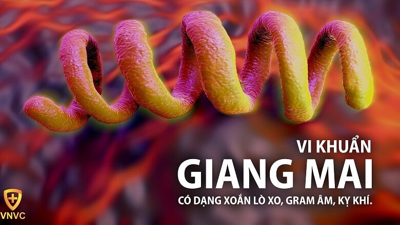 Bệnh giang mai: nguyên nhân, dấu hiệu, điều trị, cách phòng ngừa