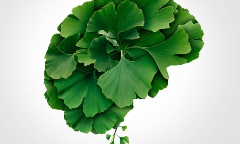 Bật mí công dụng thuốc bổ não Ginkgo Biloba - YouMed