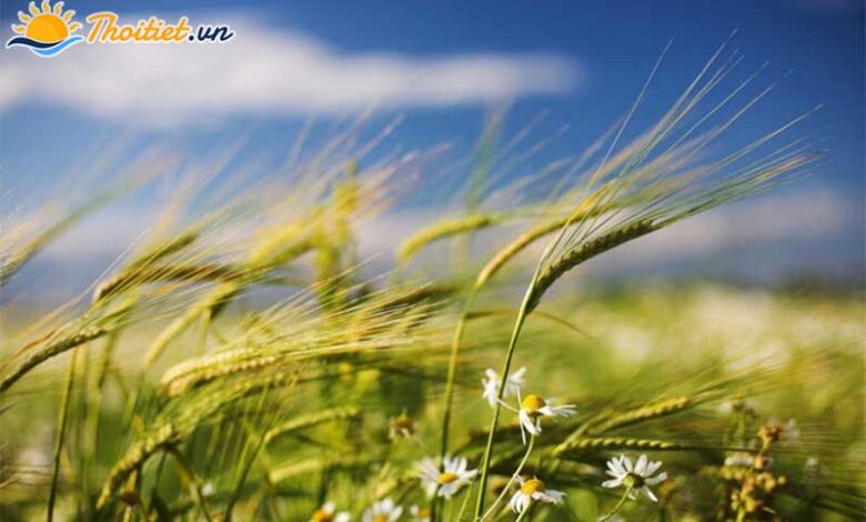 Gió - Hiện tượng thiên nhiên đầy thú vị