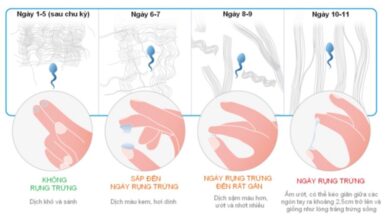 Hết Kinh Bao Nhiêu Ngày Thì Rụng Trứng? Cách Nhận Biết Chính