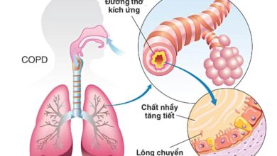 Hô hấp là gì? Cấu tạo của các bộ phận trong hệ hô hấp - AiHealth